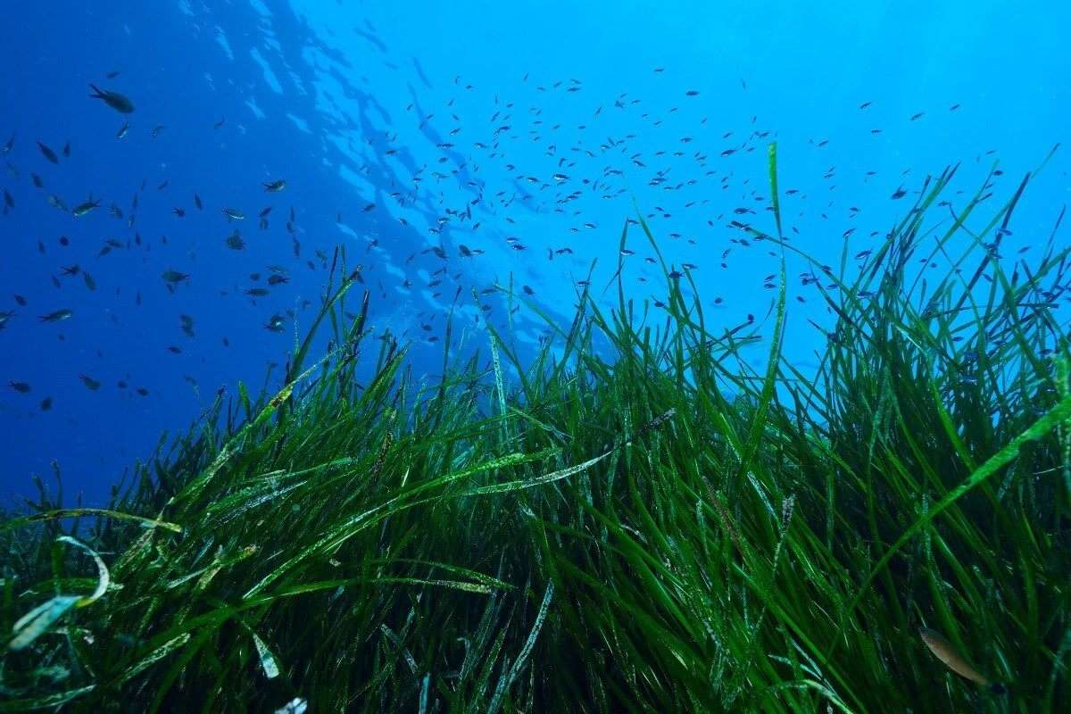 Posidonia – Foto Gaetano Anzalone