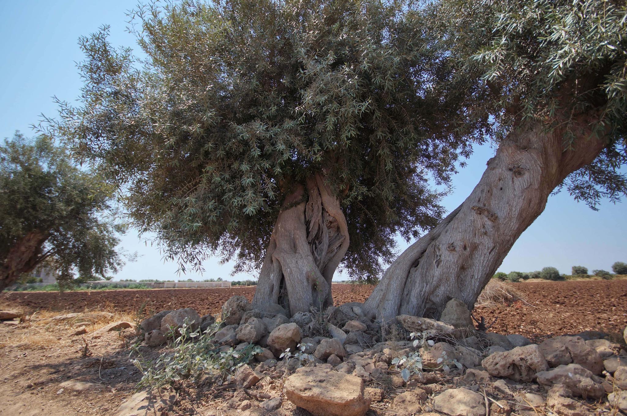 ulivi 2