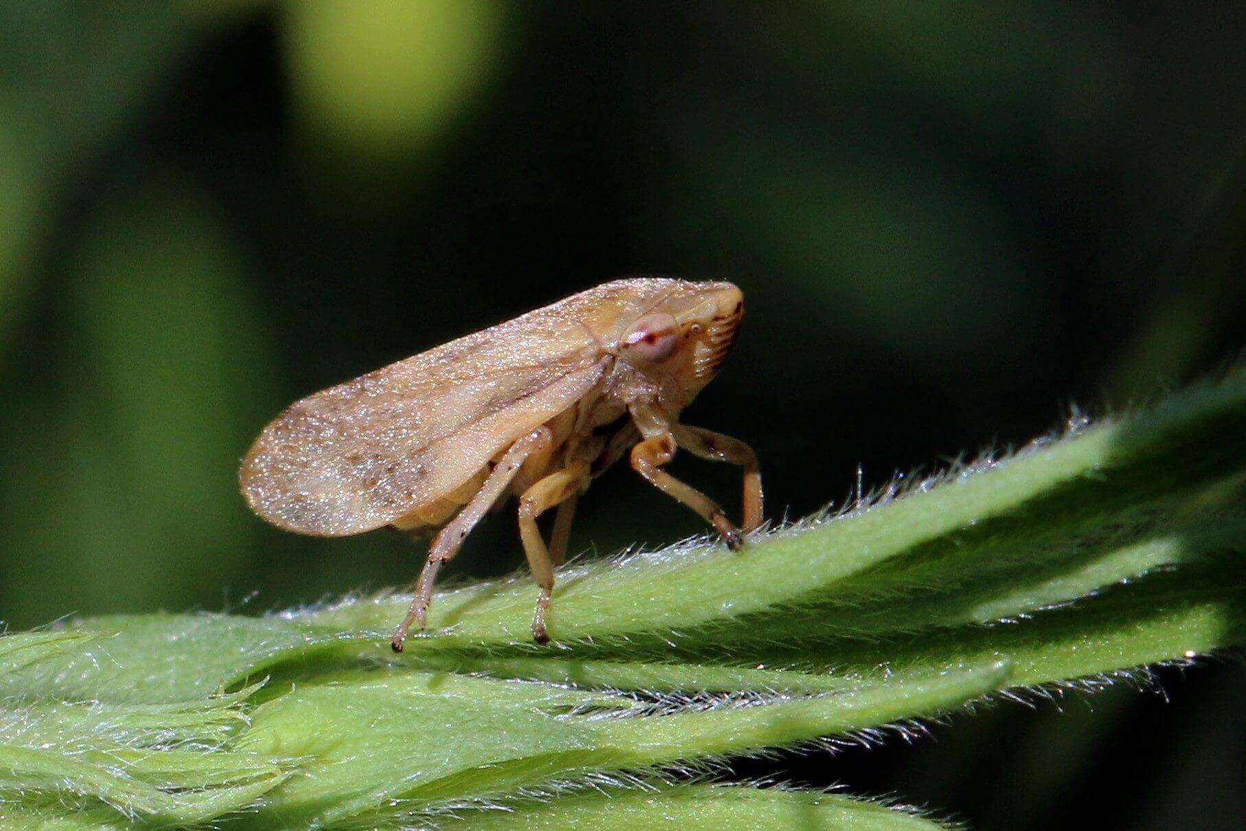 xylella due