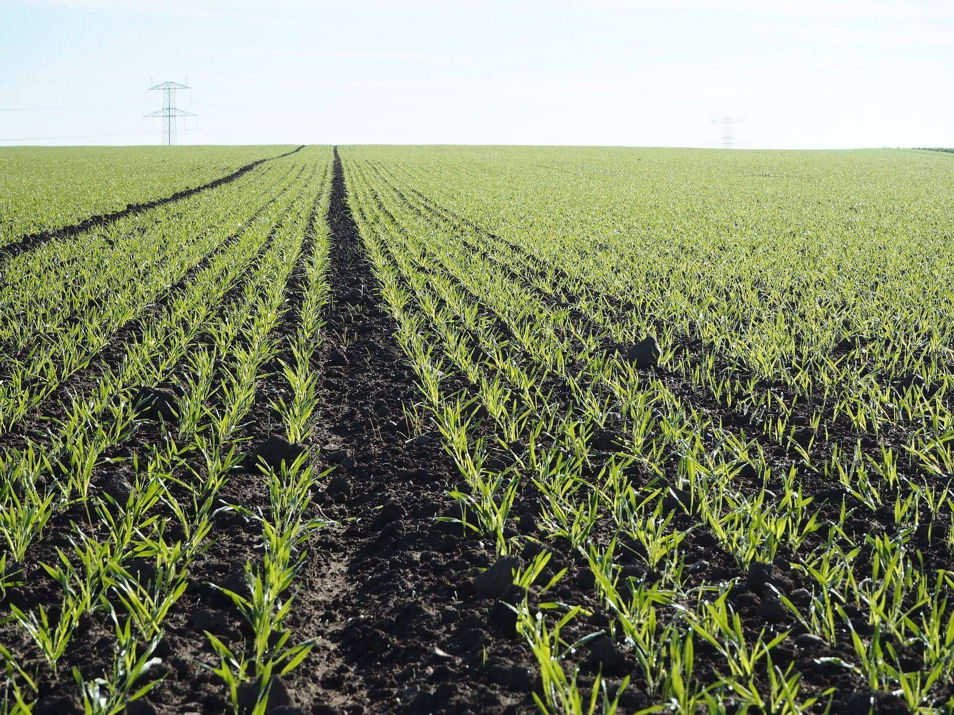 agricoltura