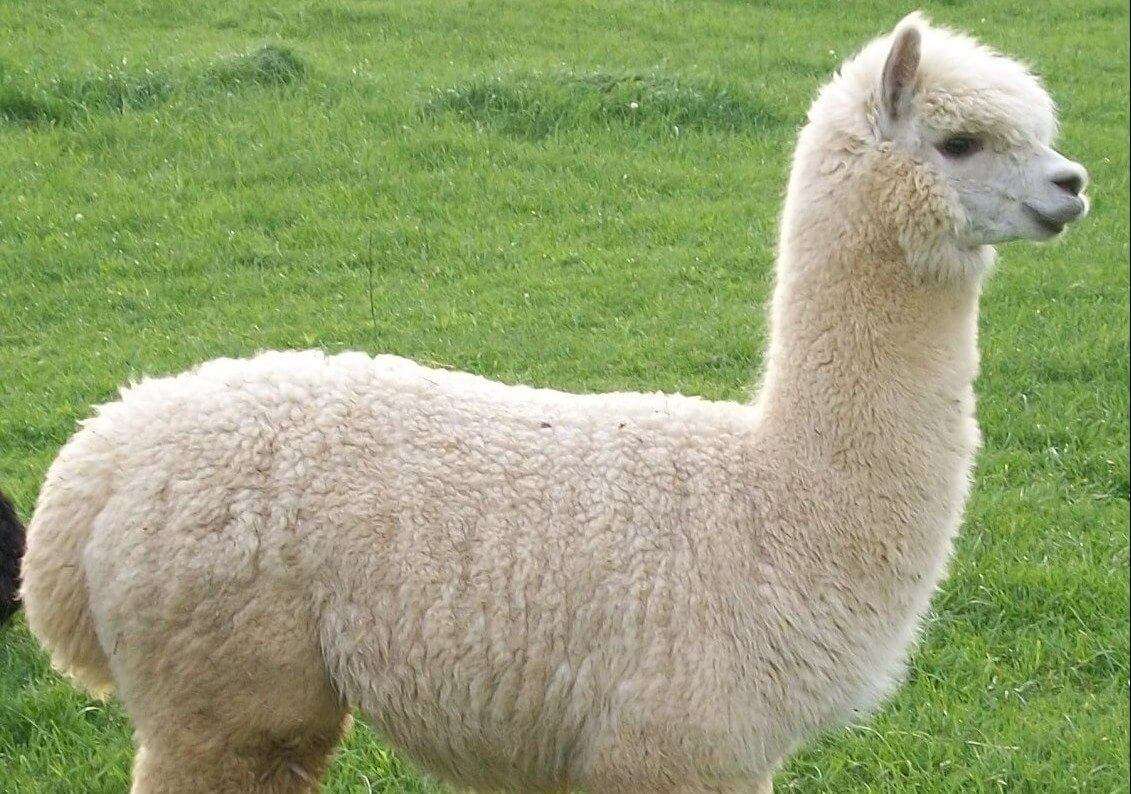 alpaca bis