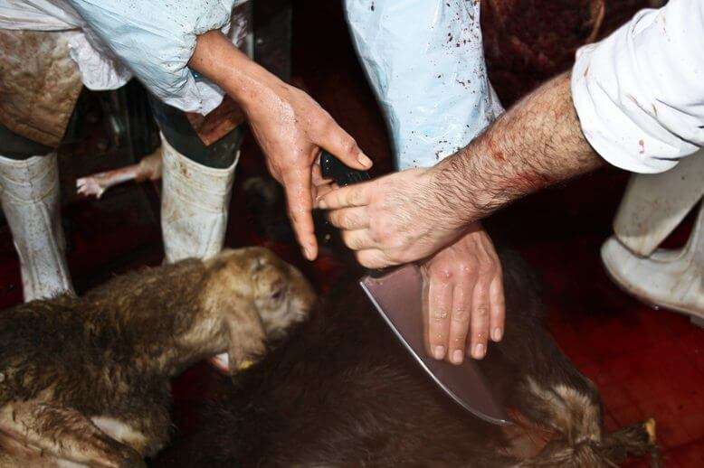 halal
