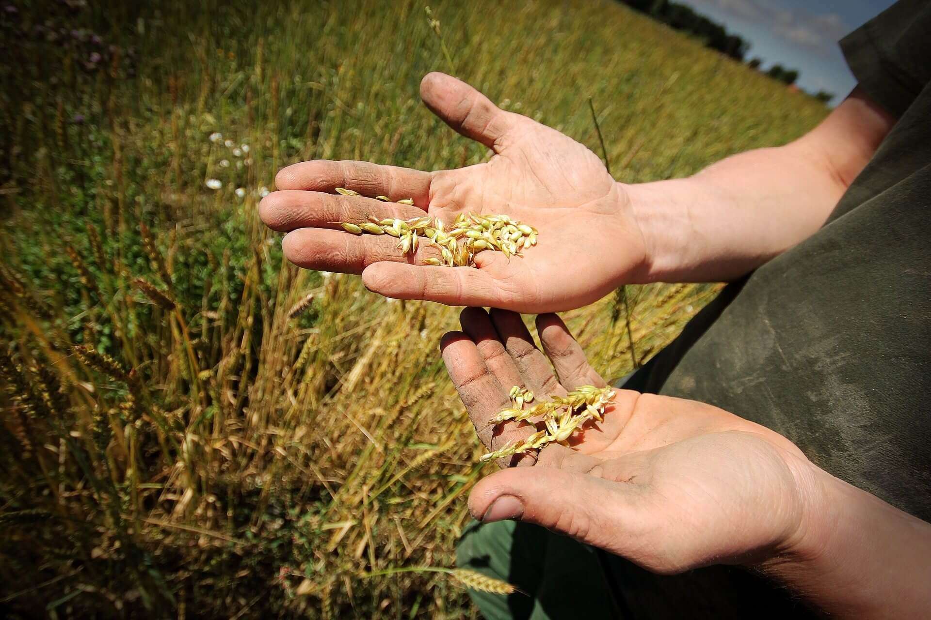 agricoltura, grano