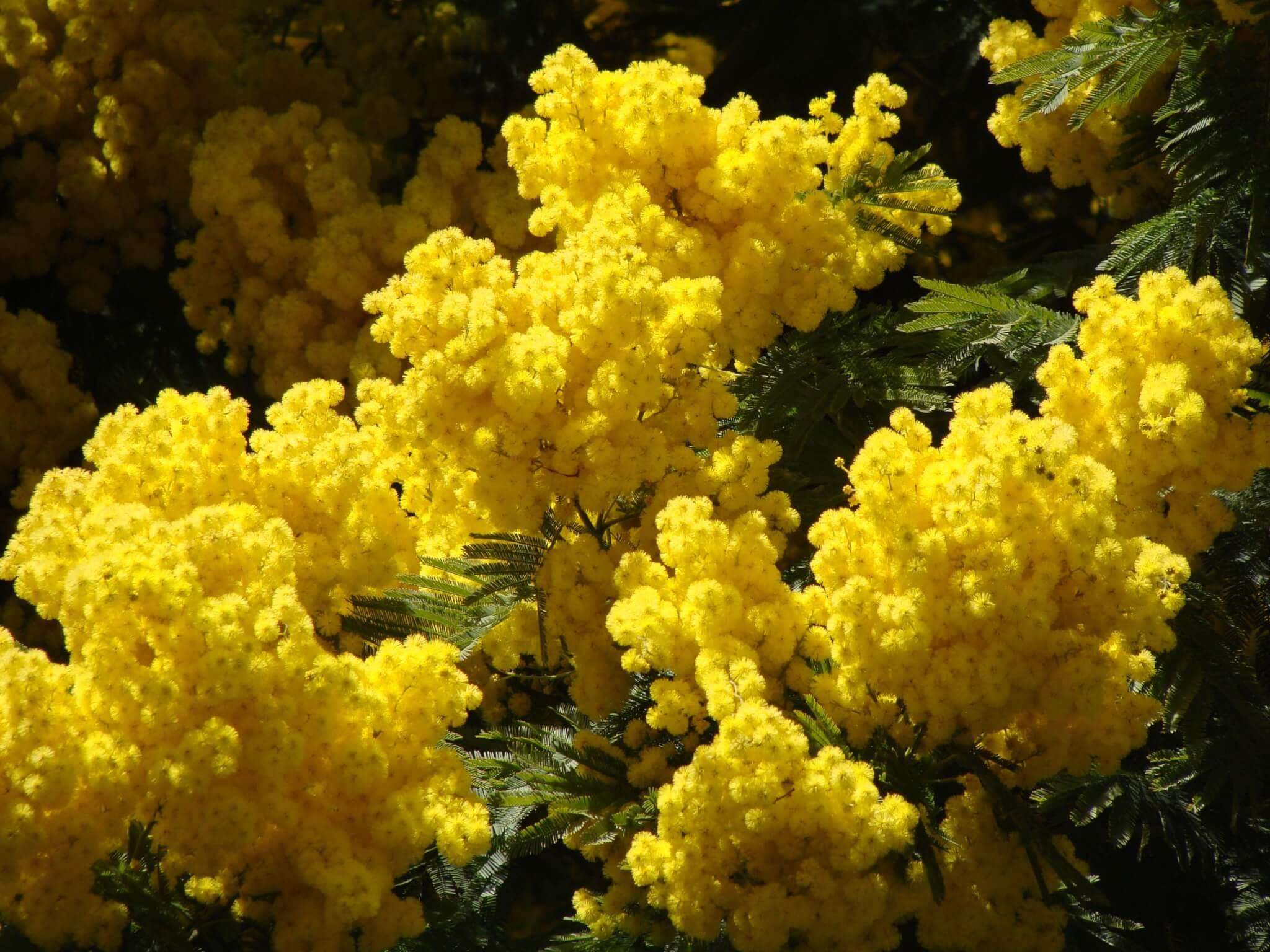 mimosa