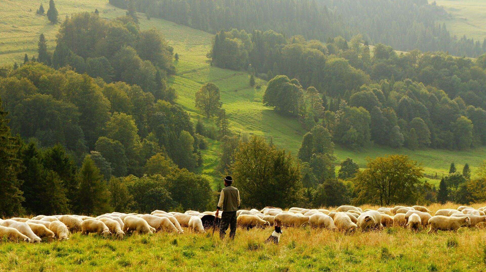 pastorizia, allevamento, agricoltura, pecore