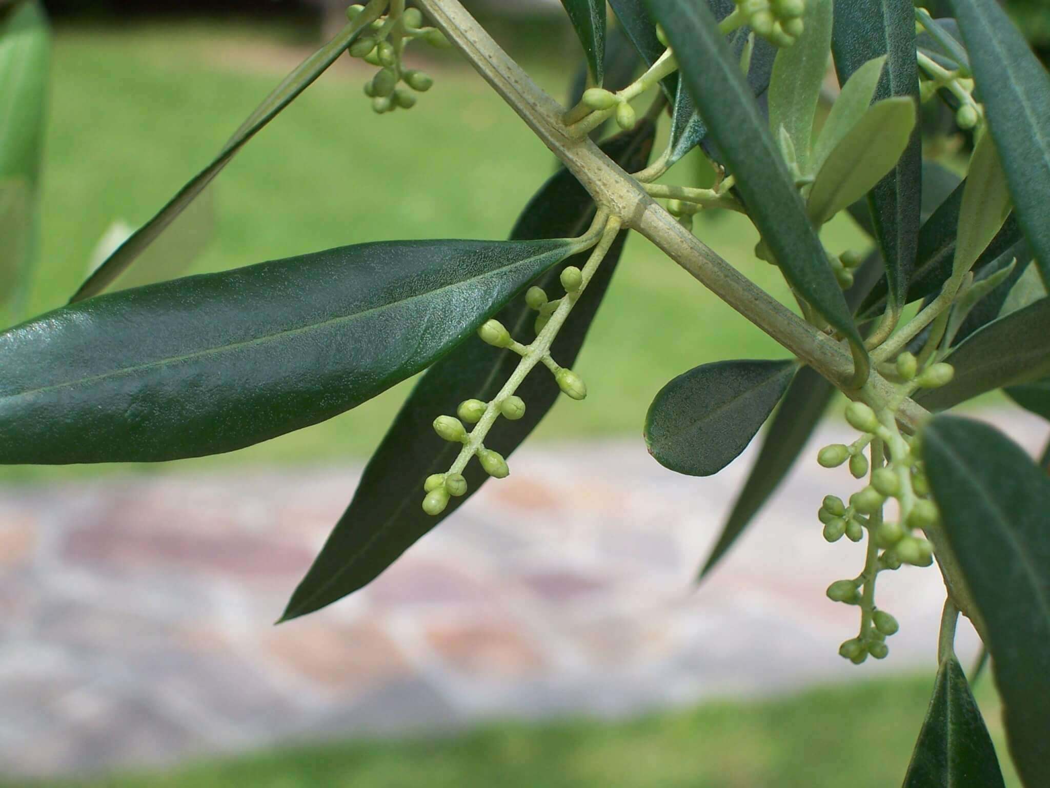 ulivo ramoscello domenica delle palme