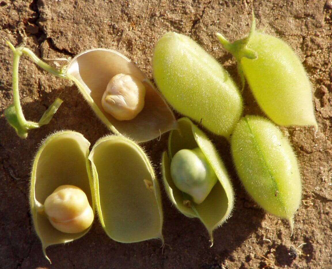Ceci