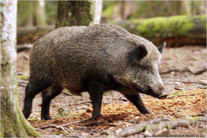 cinghiale 2