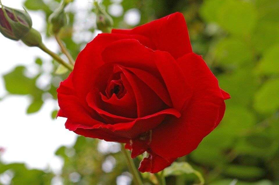 rosa rossa