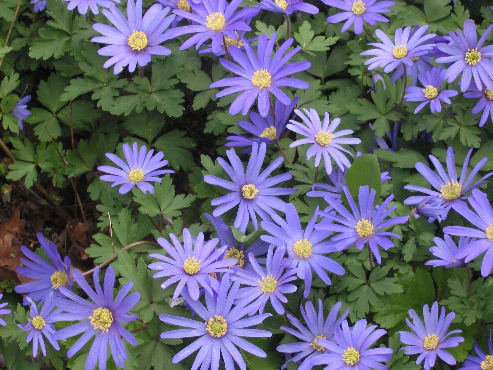 anemone