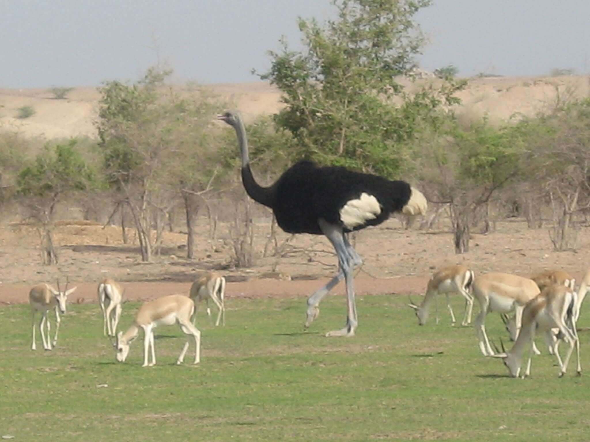 Ssir bani yas