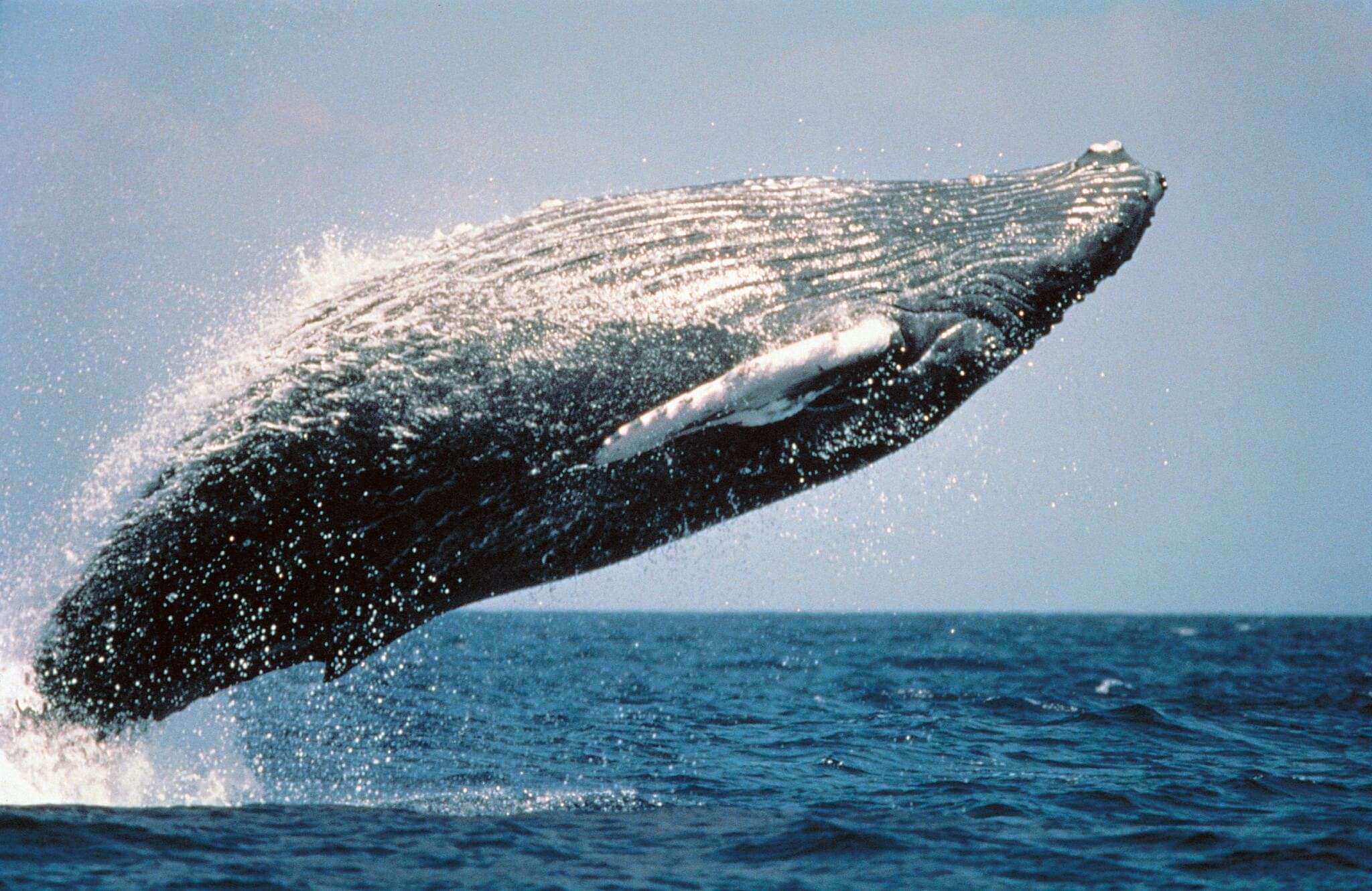 cetacei