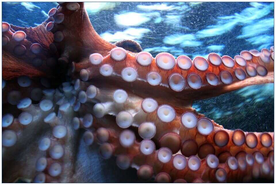 polpo