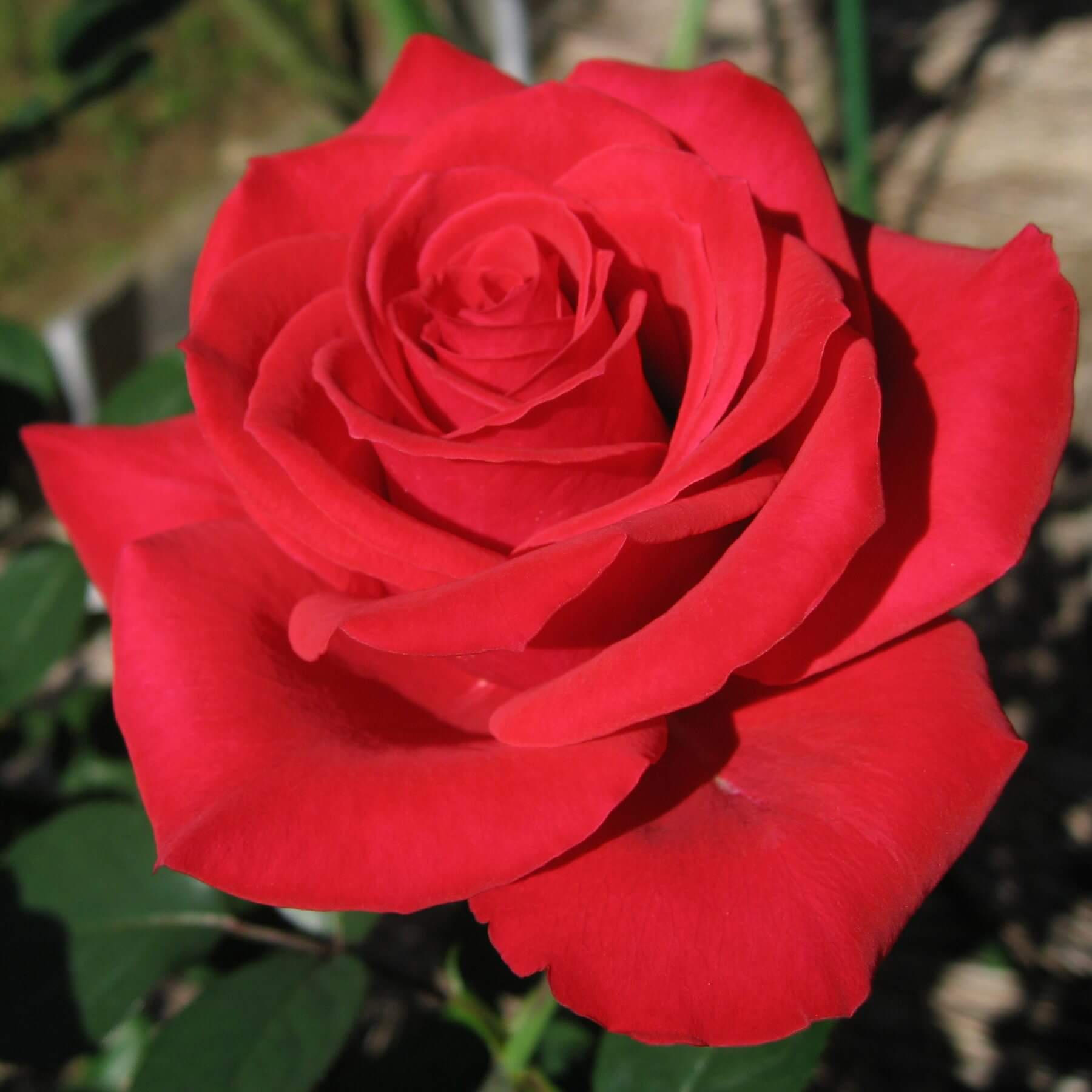 Rosa ‘Red Chateau’