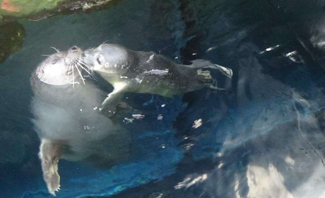 Foca8