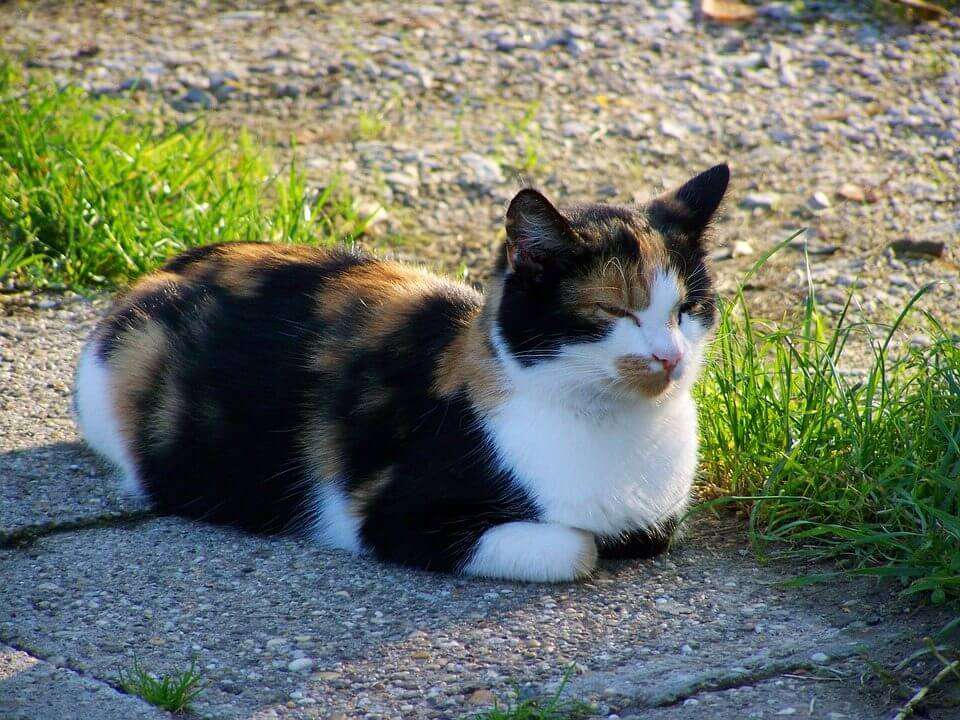 gatto