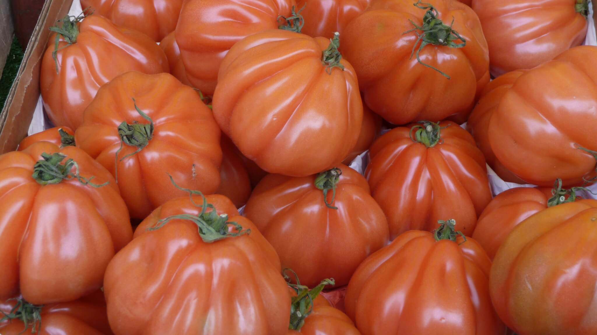 pomodori
