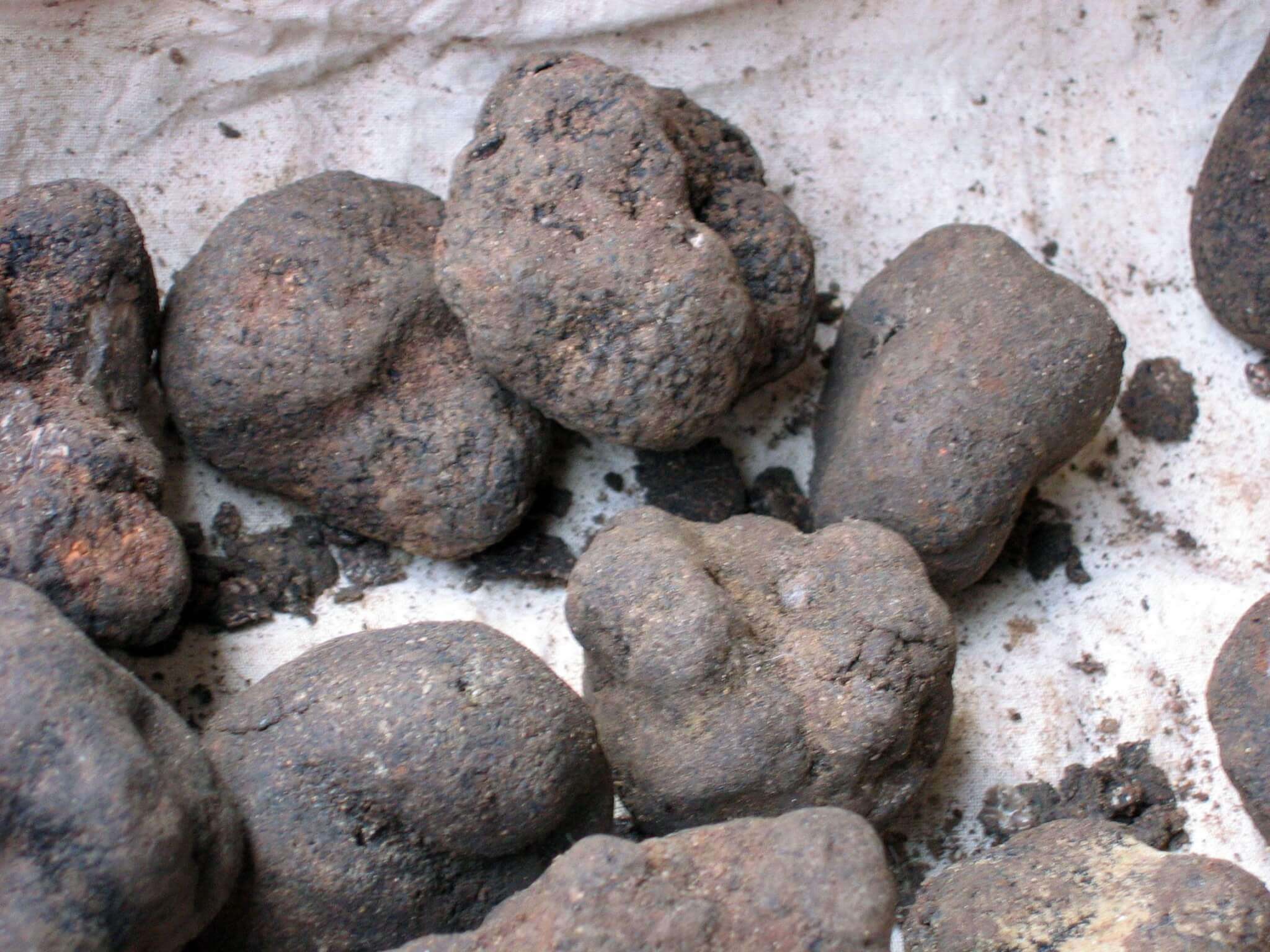 tartufi