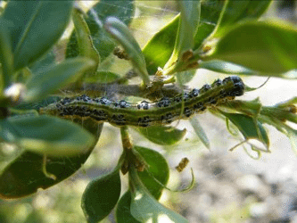 Cydalima perspectalis