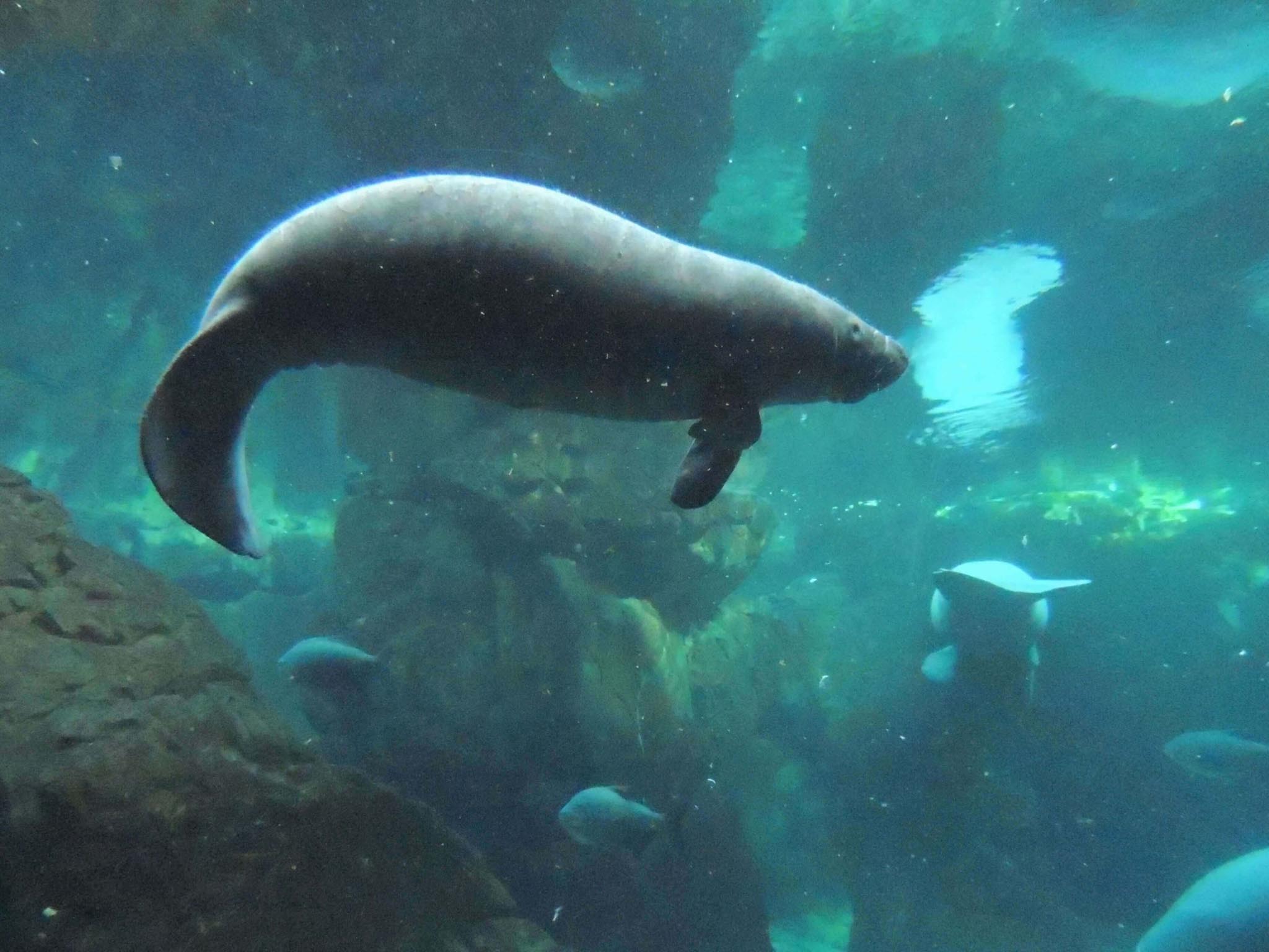 Tino Acquario di Genova
