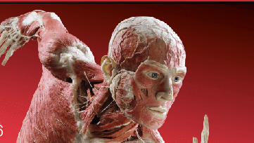 body worlds