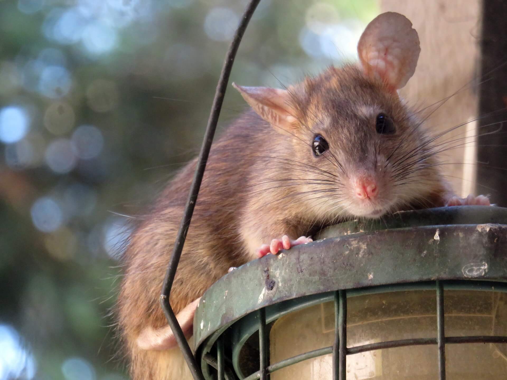 ratto topo roditore
