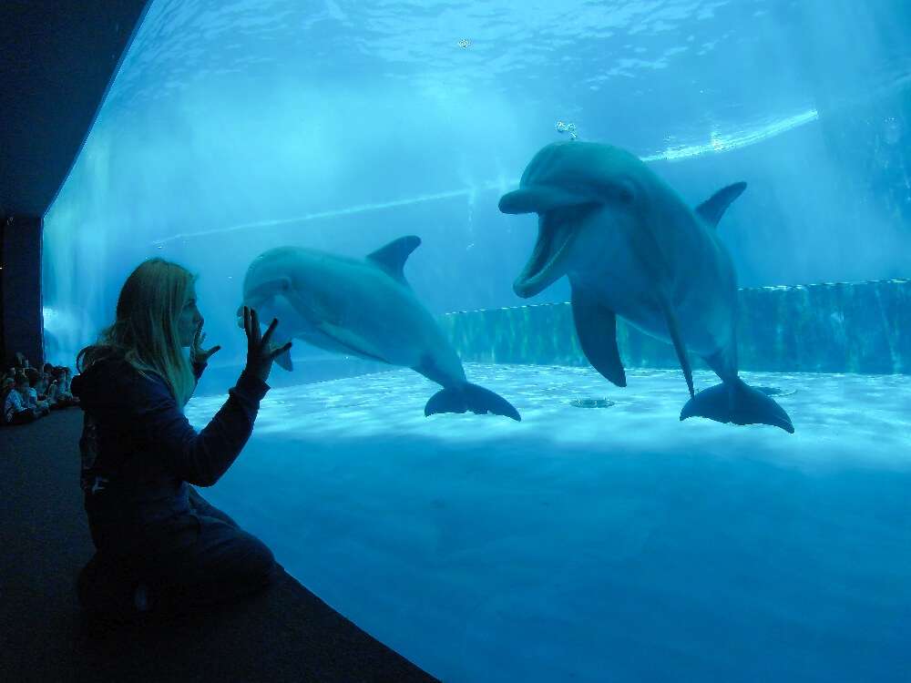 acquario