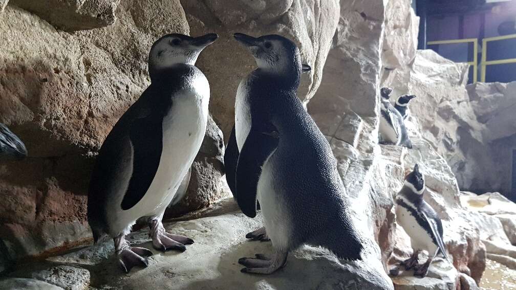 acquario di Genova