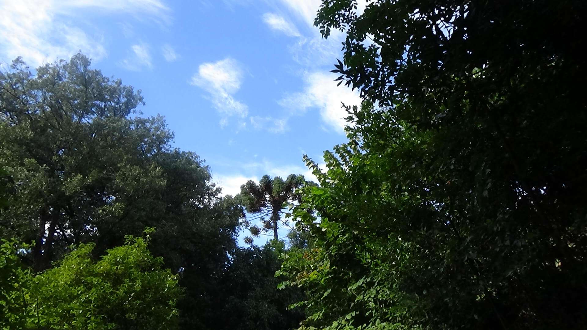 villa-pallavicini-vegetazione-Araucaria-bidwillii