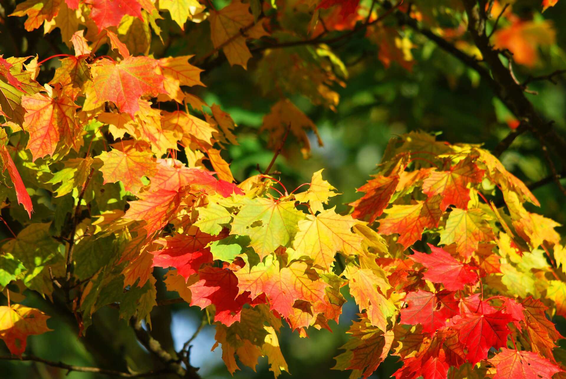 autunno, foliage