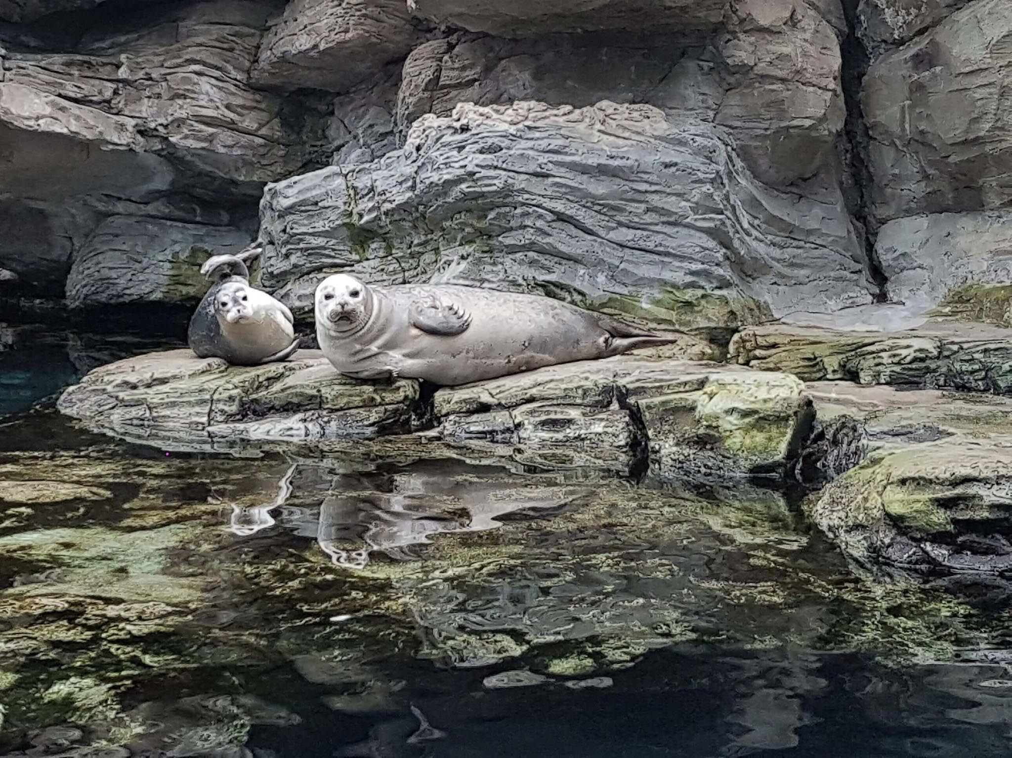 cucciolo-foca-e-mamma-tethy-sulle-rocce