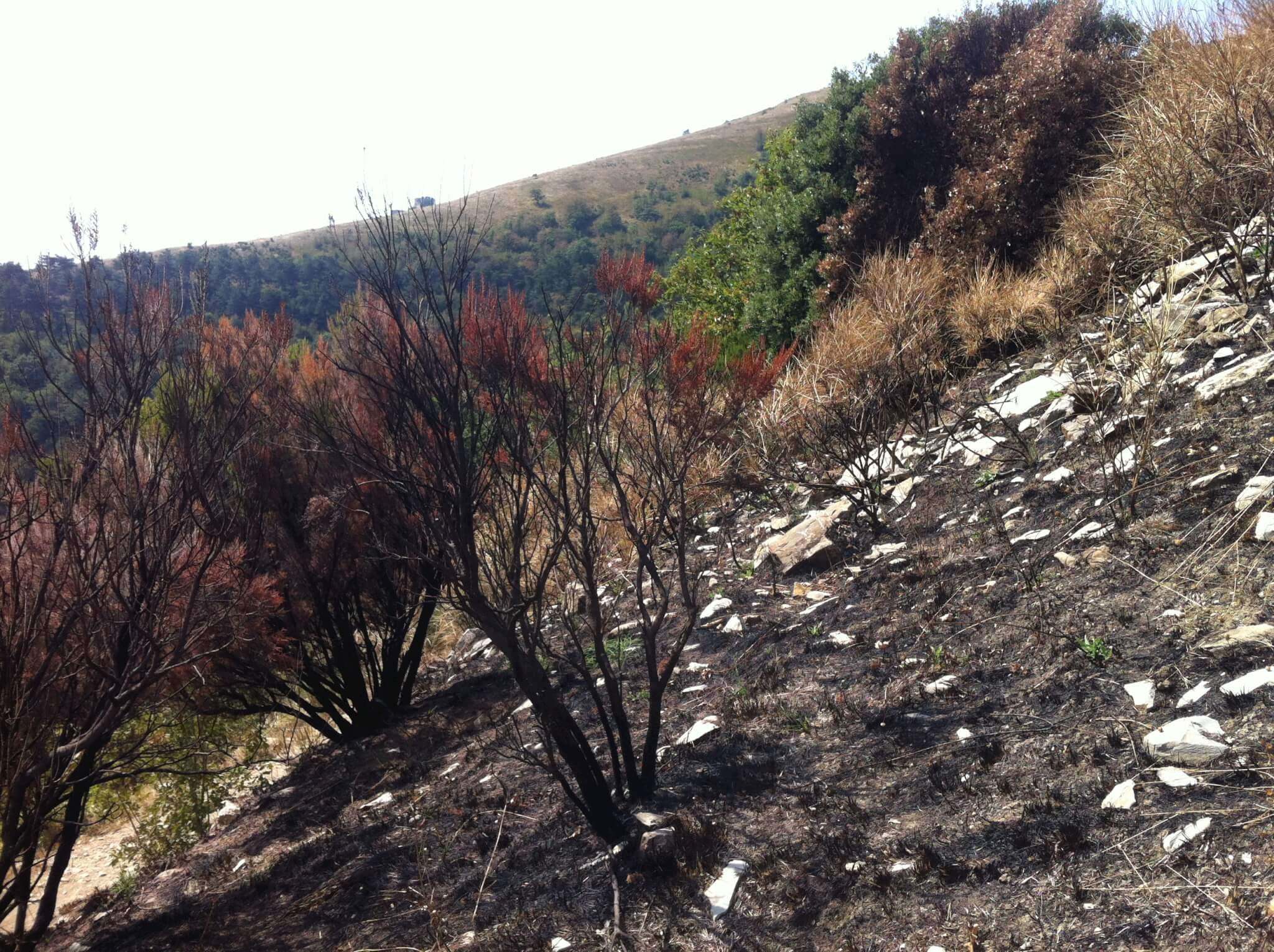 incendio, post incendio