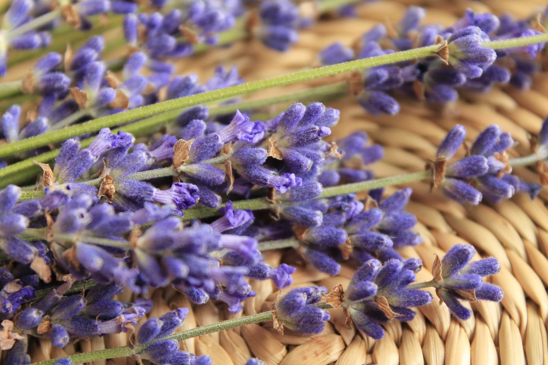 lavanda