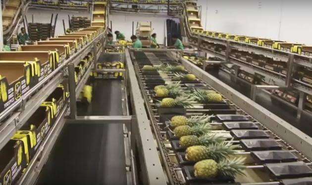 orsero glenalta frutta gf-group