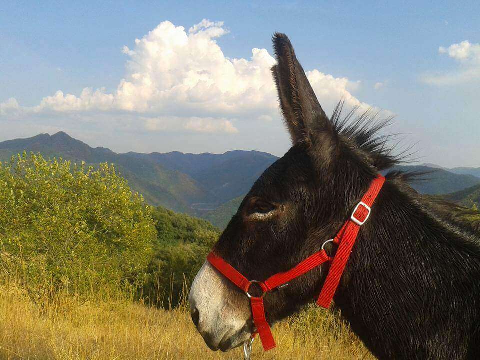 Asino Oreste Paradase