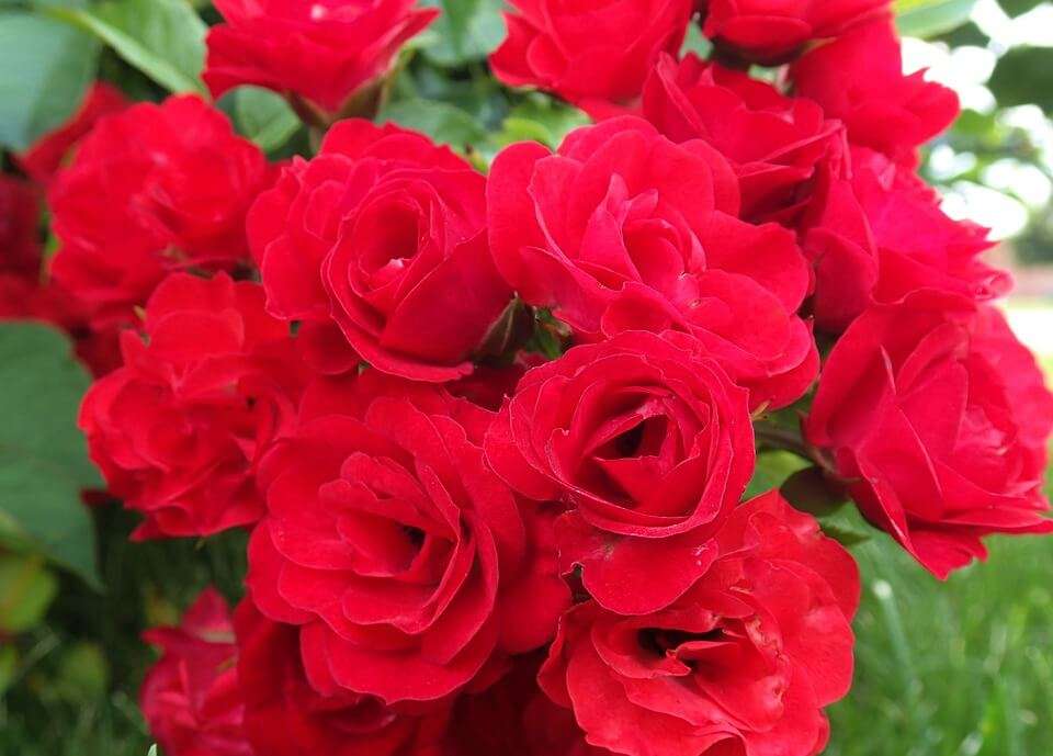fiori