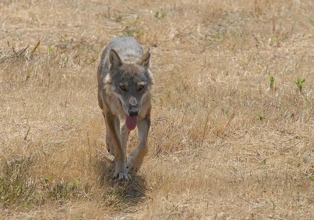 lupo