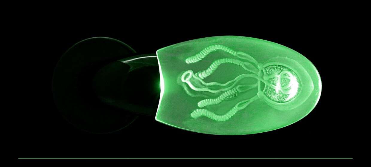 Maniglia medusa verde