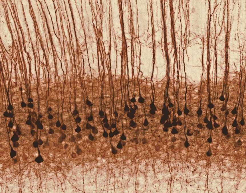 Fellin_Panzeri_Neuron_IIT_2