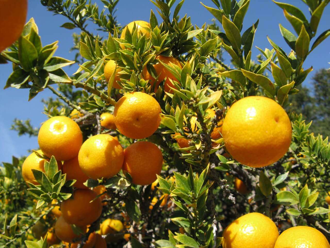 chinotto 1