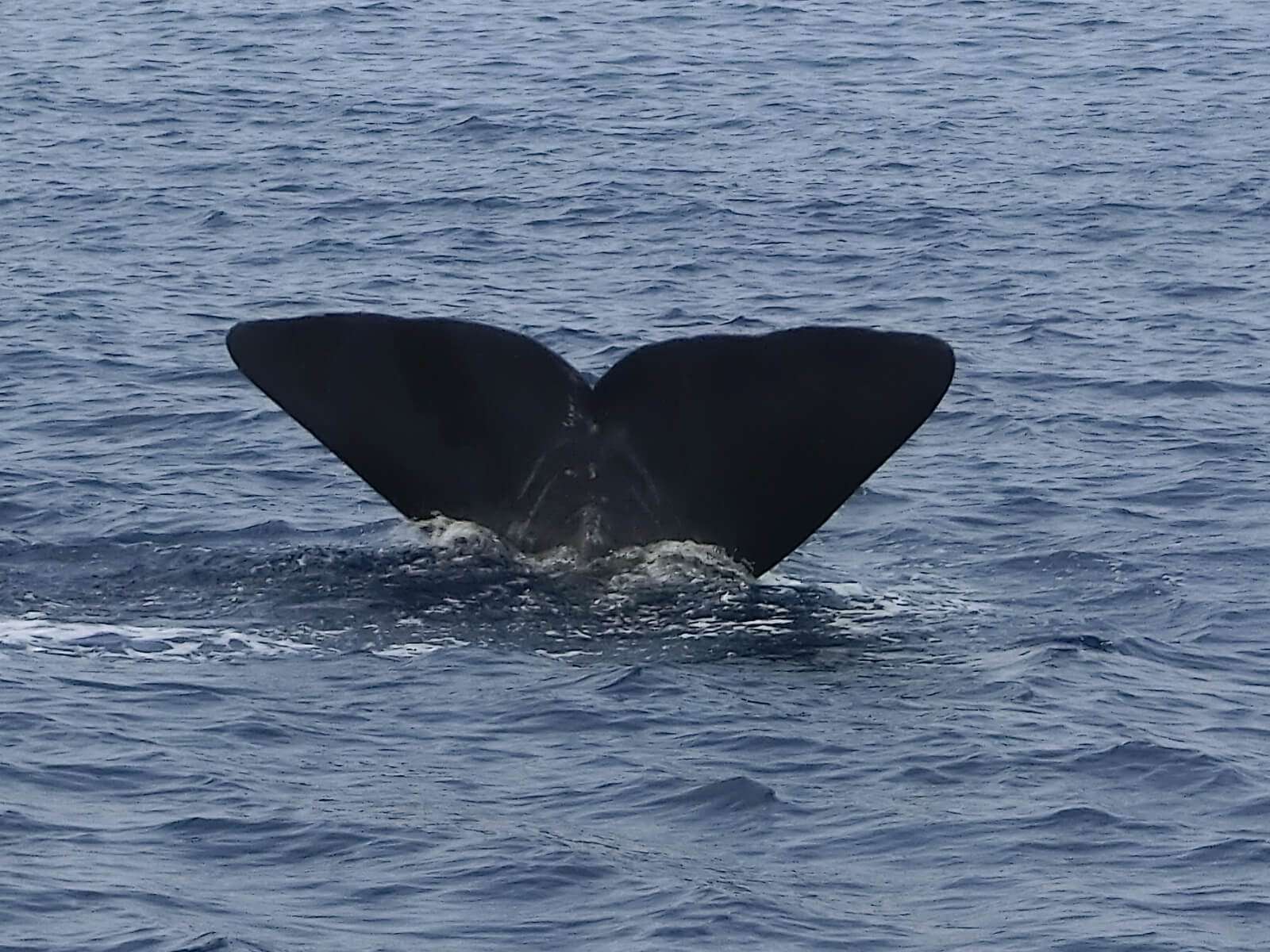 santuario cetacei