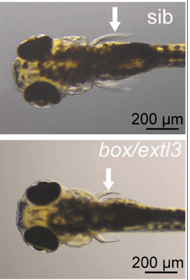 zebrafish sano e malato
