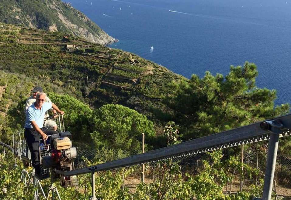 Agricoltura, Cinque Terre, viticoltura, terrazzamenti
