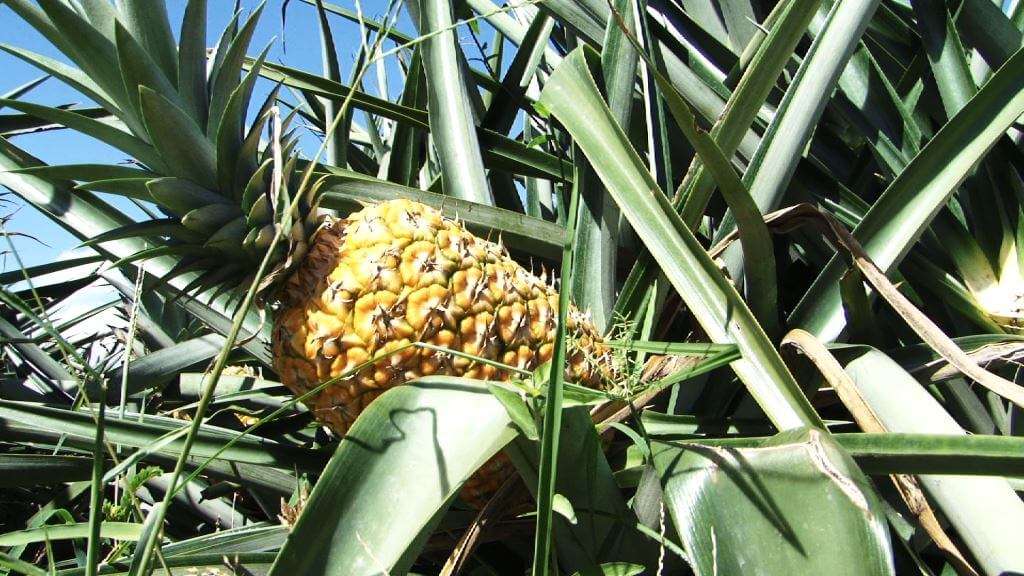 frutta orsero piantagione