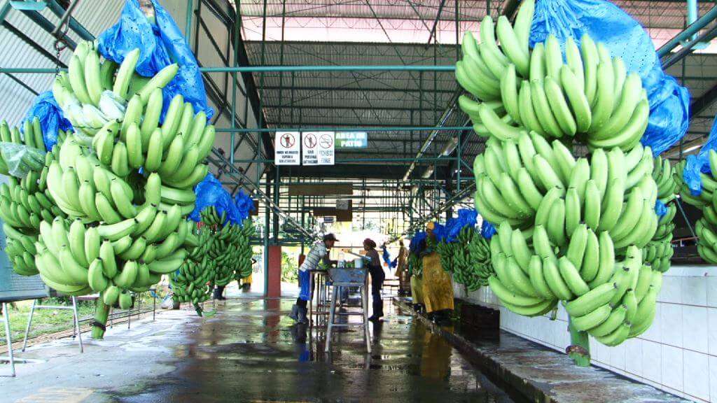 piantagione orsero frutta