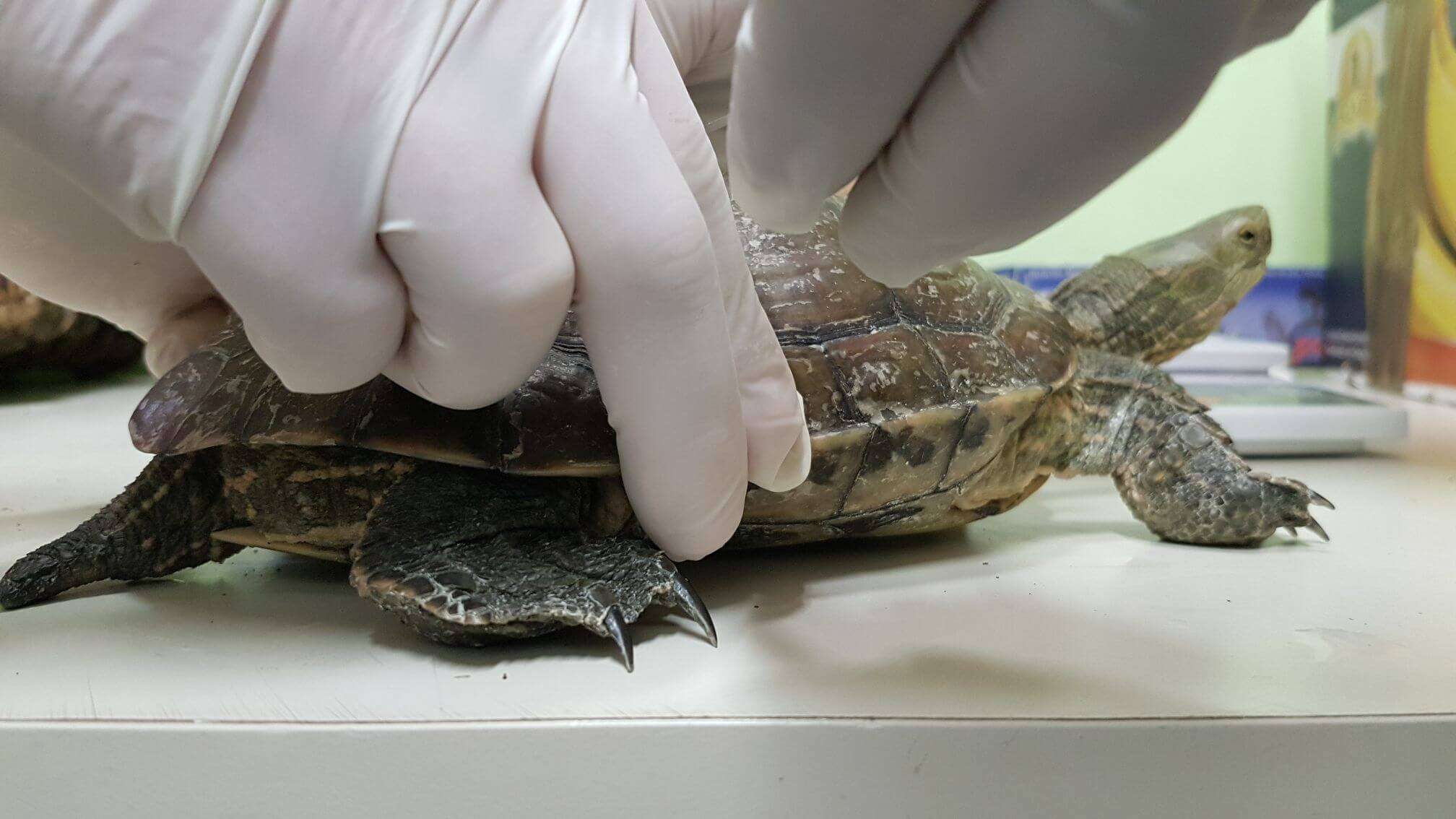 tartaruga tunisina sequestrata e affidata all_Acquario di Genova