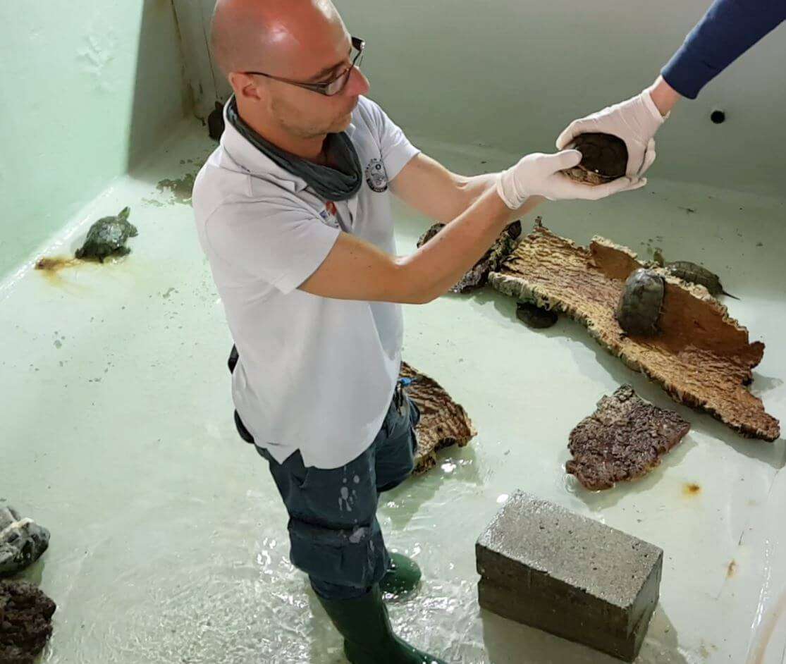 vasca curatoriale tartarughe sequestrate Acquario di Genova