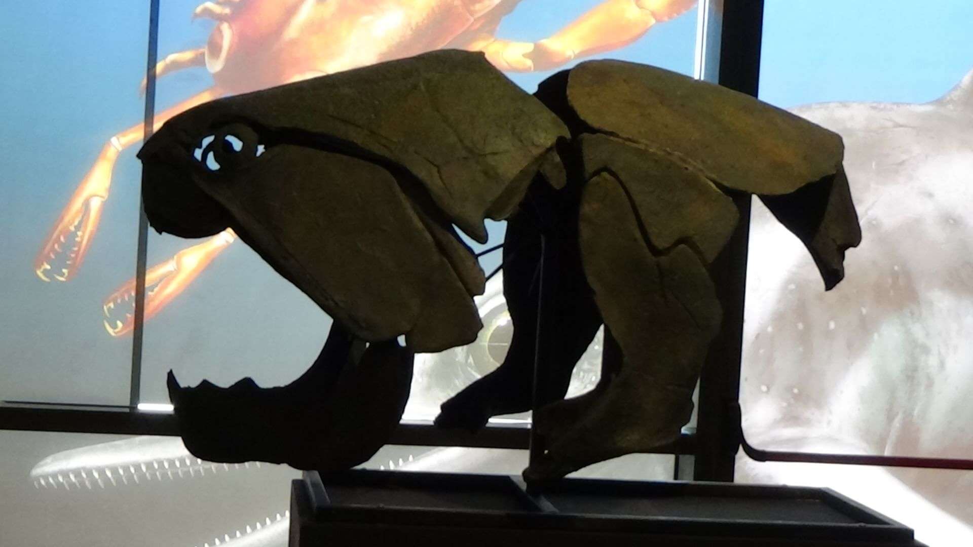 Paleoacquario (11)