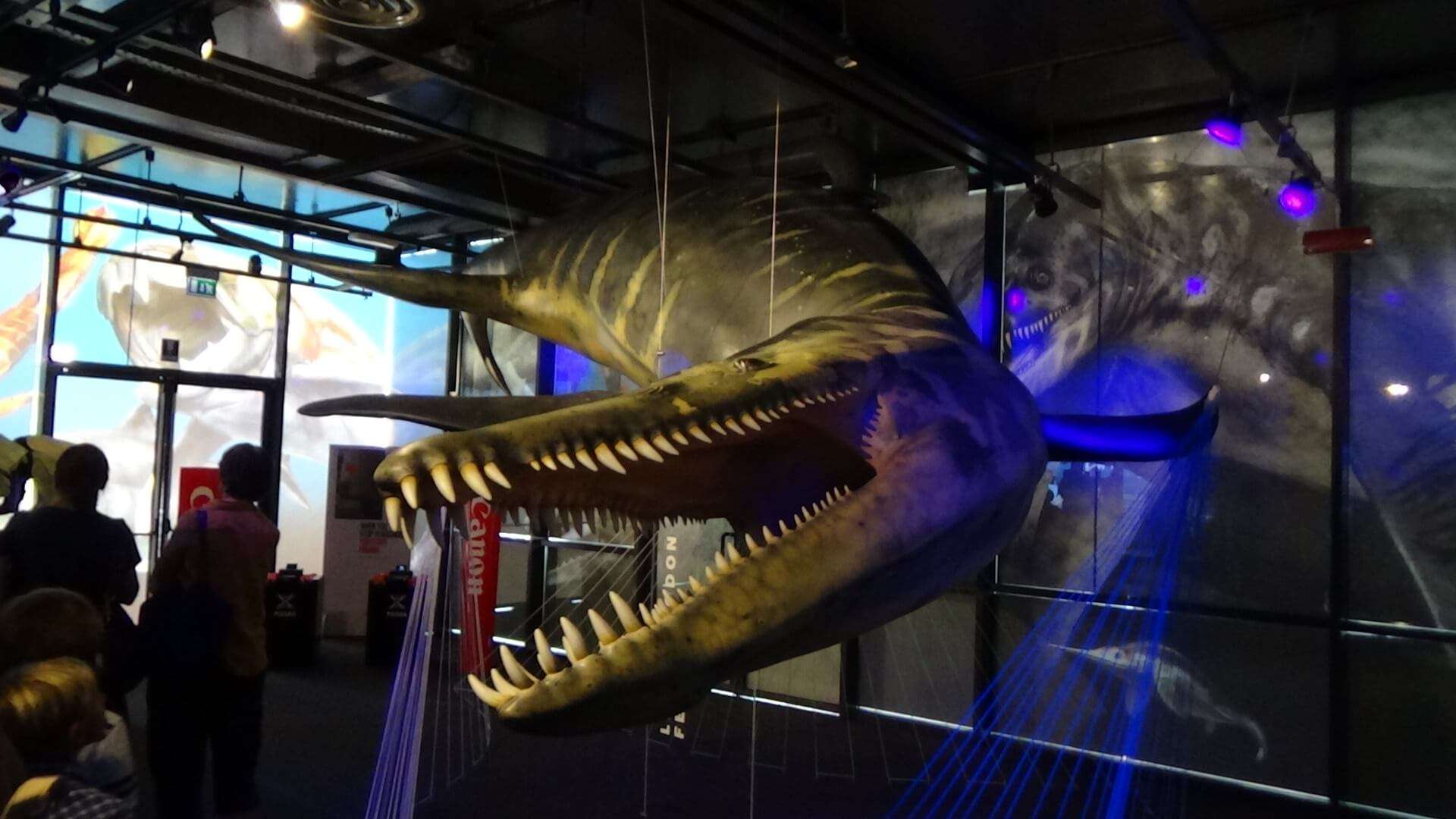 Paleoacquario (13)