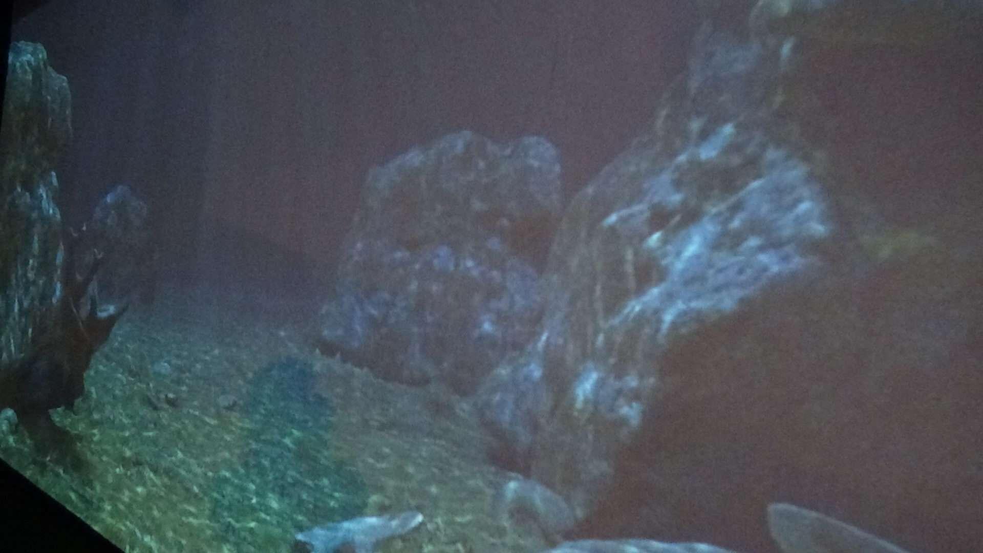 Paleoacquario (7)